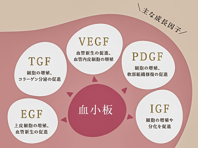 成長因子のはたらき