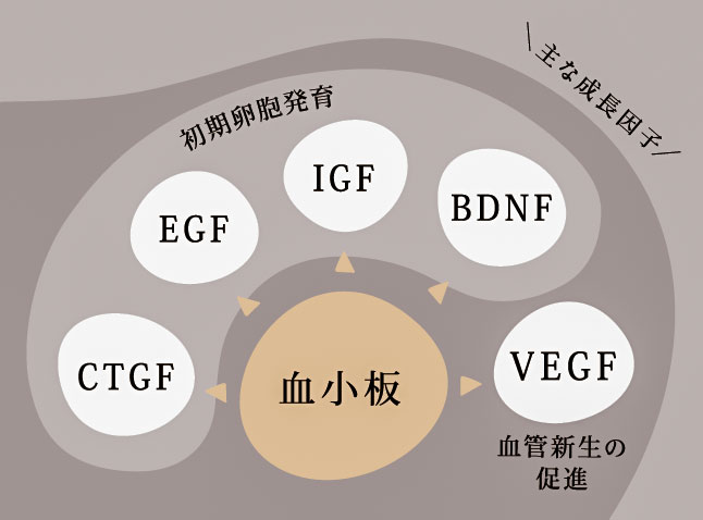 成長因子のはたらき