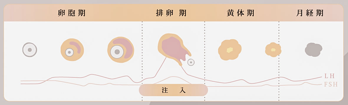 投与治療スケジュール